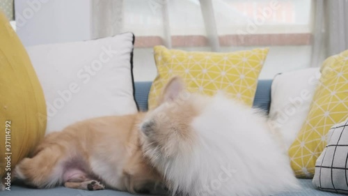 Chihuahua and pomeranian cute dogs playing bite together with freshess and aggressive on sofa couch living room funny animal home photo