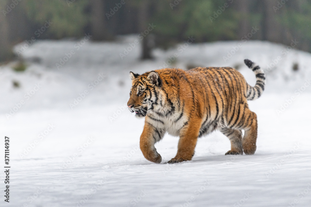 Obraz premium Siberian Tiger running in snow. Beautiful, dynamic and powerful photo of this majestic animal. Set in environment typical for this amazing animal. Birches and meadows