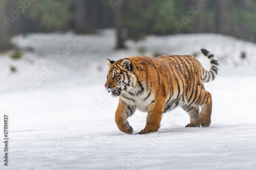 Siberian Tiger running in snow. Beautiful  dynamic and powerful photo of this majestic animal. Set in environment typical for this amazing animal. Birches and meadows