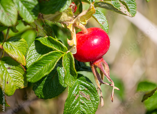 A Bright Red Rose Hip