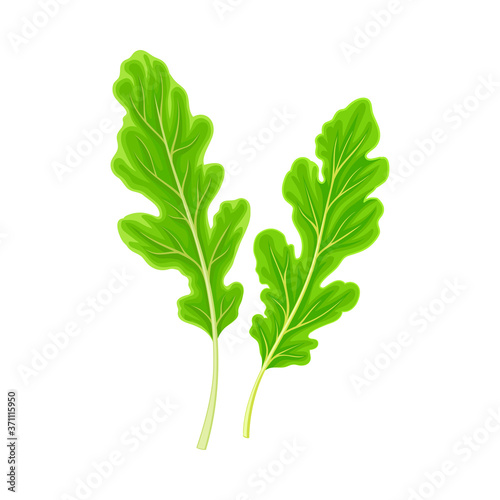 Rocket Leaf Vegetable or Salad Greens as Plant with Edible Leaves Vector Illustration