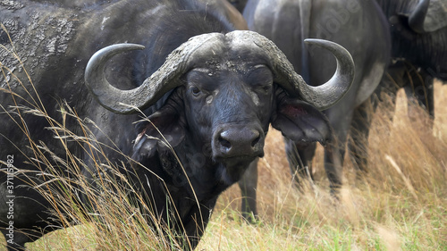 close up of an african buffalo at masai mara