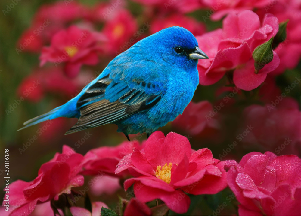 Creative summer composition. Flowers and Bluebird. Beauty of nature.