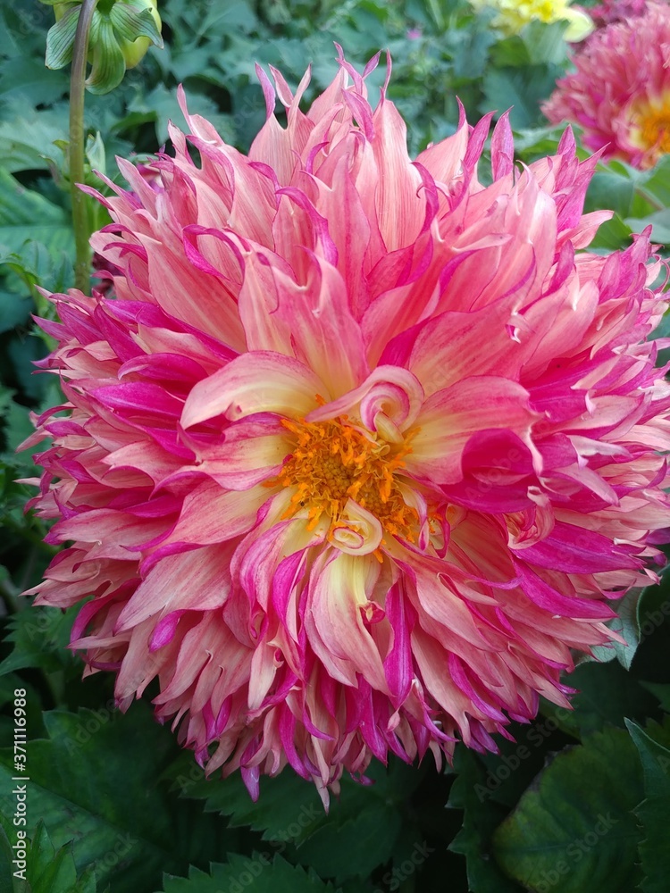 Fototapeta premium Flower 2