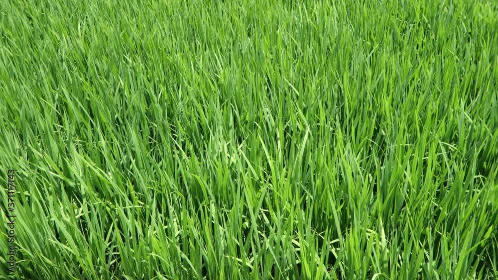 Growing rice in the field. Growing rice in the field.