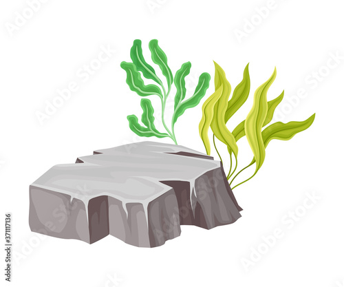 Angulated Sea Stone or Subsurface Rock with Seaweeds and Algae Vector Composition