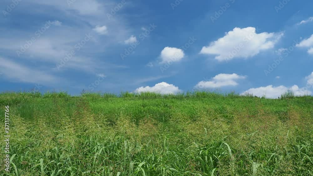 夏の青空と野原。8月。