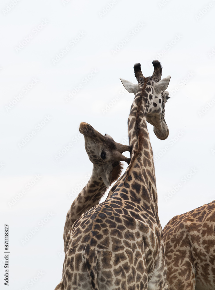 Obraz premium Giraffe is the tallest living terrestrial animal