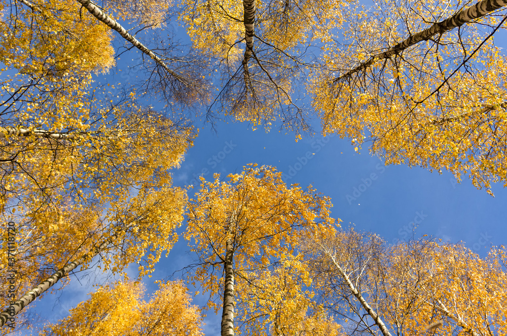 Autumn birch trees with yellow leaves under bright blue sky at Lieto, Autumn birch trees with yellow leaves under bright blue sky at Lieto,
