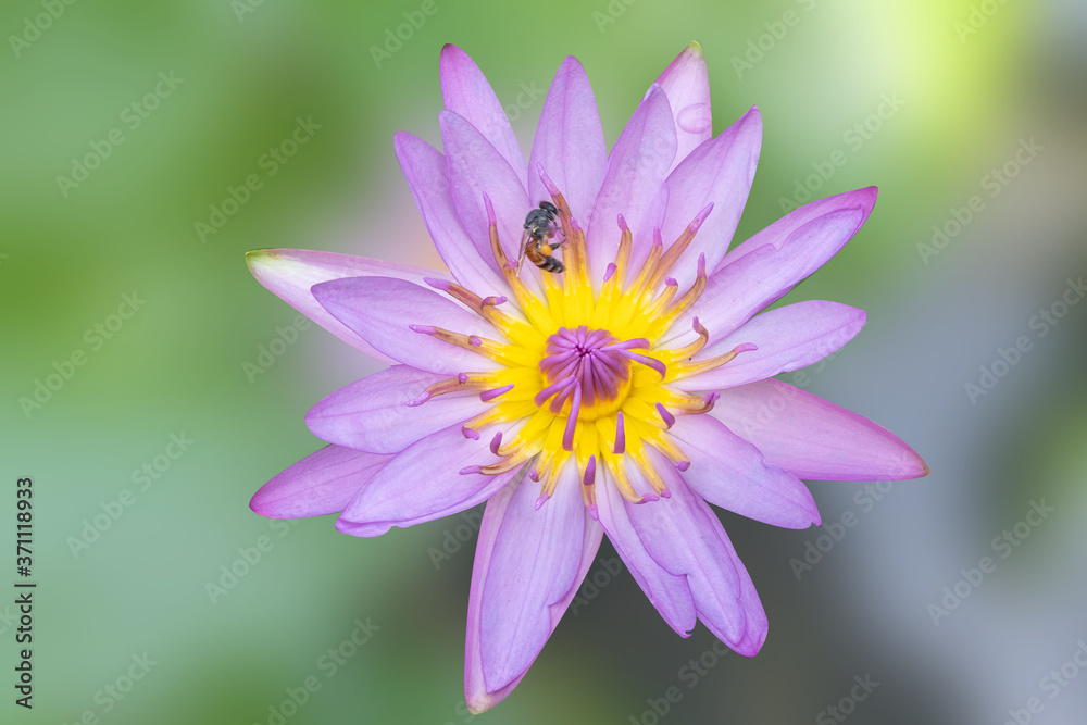 Water lilly blooming on nature blurred background. Water lily has rhizomes and flows underground. And send the flowers to the surface There are beautiful flowers to watch throughout the year. 