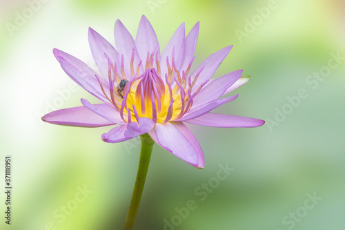 Water lilly blooming on nature blurred background. Water lily has rhizomes and flows underground. And send the flowers to the surface There are beautiful flowers to watch throughout the year. 