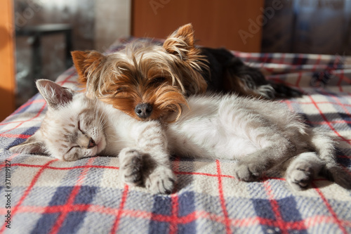 Canvas Print a small dog and a kitten sleep at home