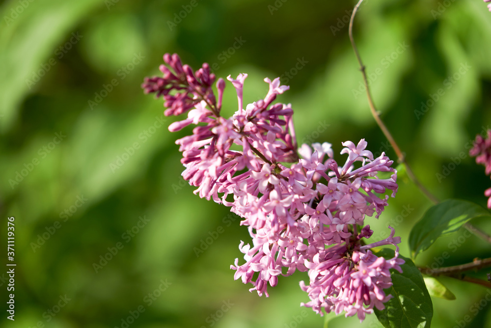 Fresh white and pink lilac branches on the sunshine beam concrete background, copyspace, selective focus Fresh white and pink lilac branches on the sunshine beam concrete background, copyspace, selective focus