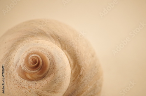 Moon snail shell found in the Comox Valley, Vancouver Island, British Columbia, Canada photo
