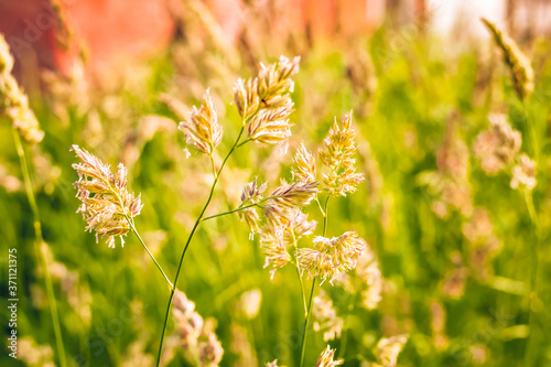 Phalaris arundinacea or canary cane herb. Field in the rays of the summer sunset