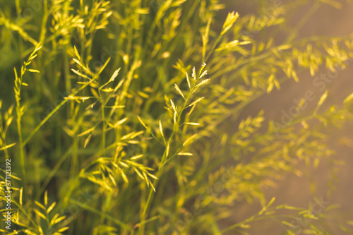 Phalaris arundinacea or canary cane herb. Field in the rays of the summer sunset