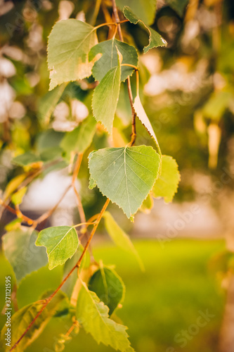 branch of birch tree Betula pendula, silver birch, warty birch, European whit...