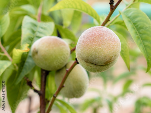 Two peaches begin to ripen in a peach tree (Prunus persica) beginning to acquire a reddish color in the fruit surrounded by large green leaves
