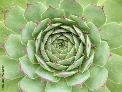 Macro overhead view of the center of an alabaster rose, succulent cactus, with its green leaves and reddish apex and margin, flattened and fleshy leaves arranged in a rosette shape