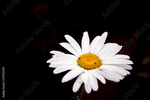 white flower in black background