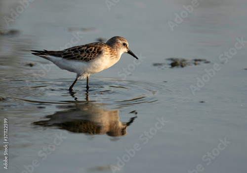 The little stint is a very small wader.