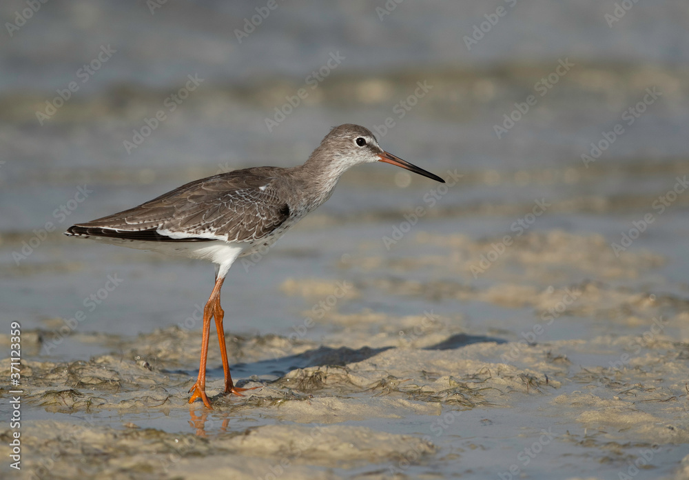 Redshank have red legs and a black-tipped red bill Redshank have red legs and a black-tipped red bill