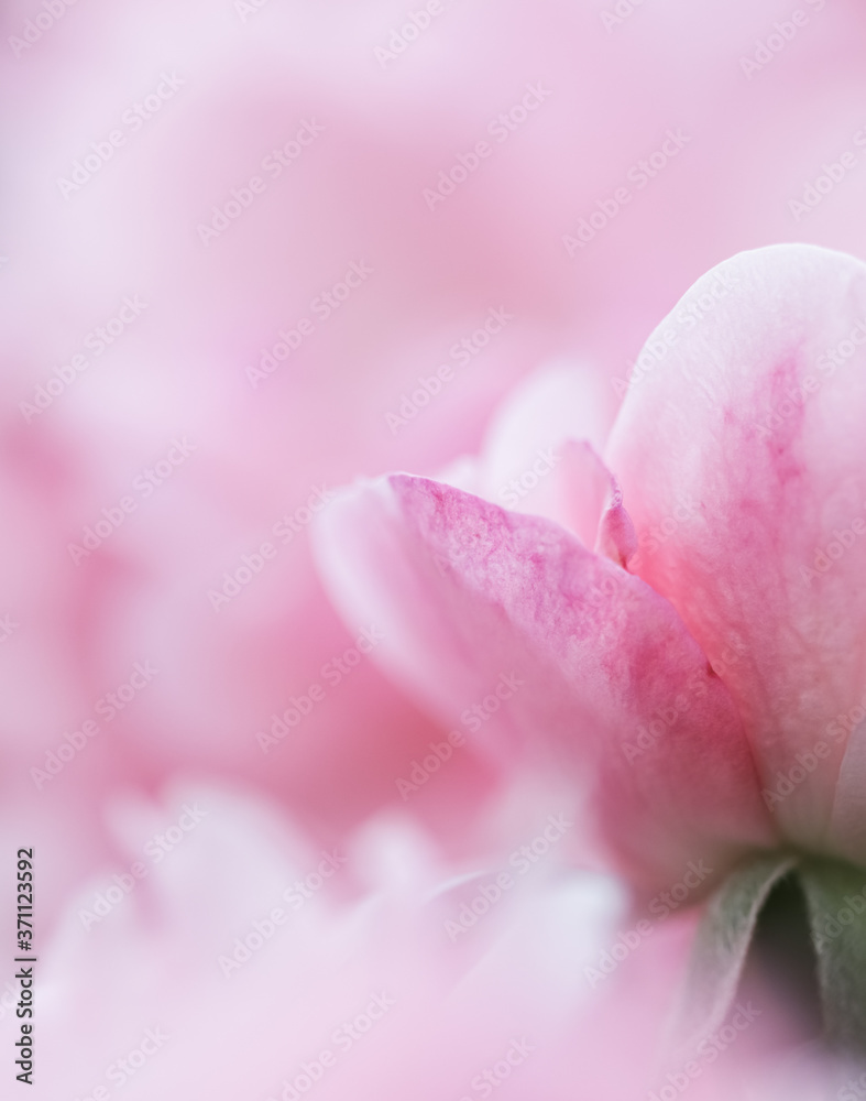 Soft focus, abstract floral background, pink rose flower. Macro flowers backdrop for holiday brand design