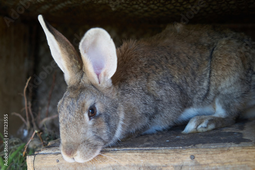 Brown rabbit on the farm