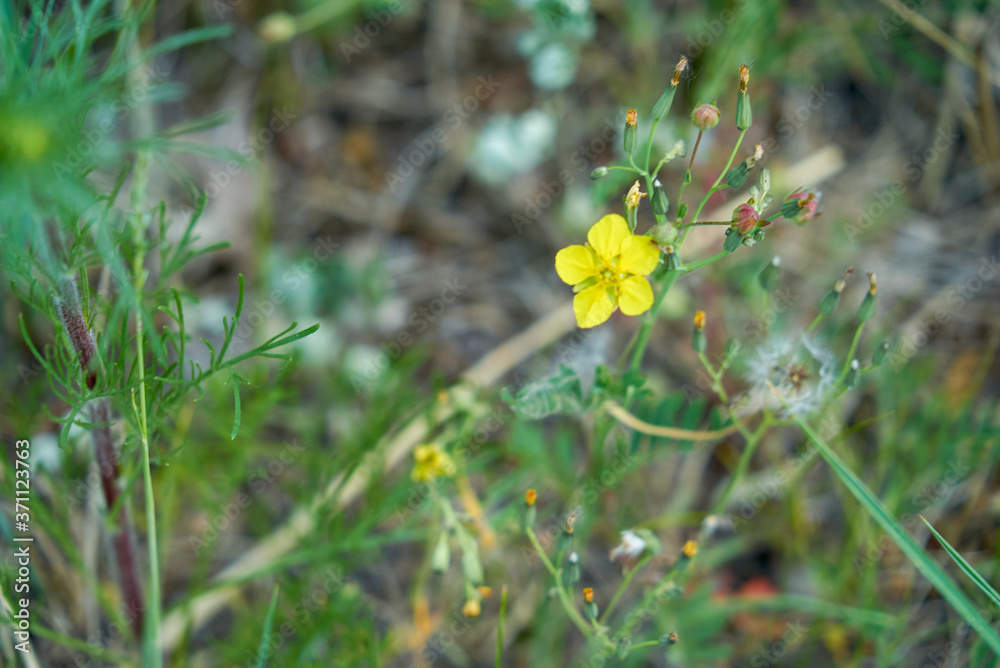 small yellow flower with round petals small yellow flower with round petals