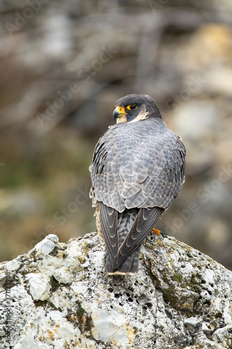 Magnificent peregrine falcon, falco peregrinus, standing on rock in spring nature from rear view. Majestic bird of prey looking to the camera over shoulder. Wild animal with pervasive sight.