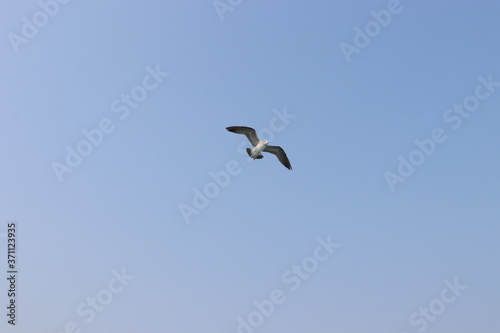 seagull in flight  summer sky