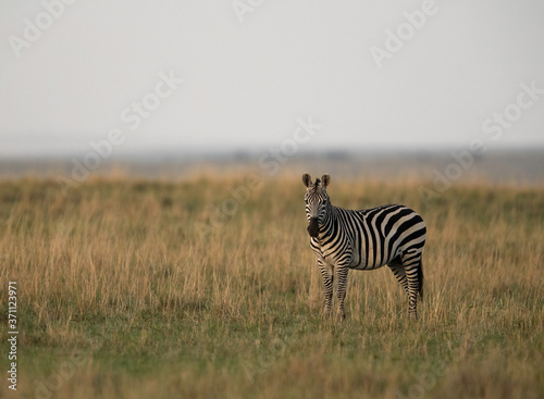 Zebra are one of the species of Horse family