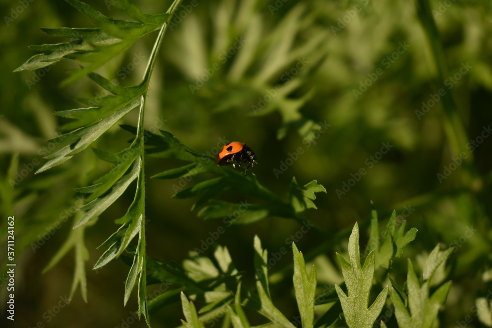 Fototapeta premium ladybug on grass