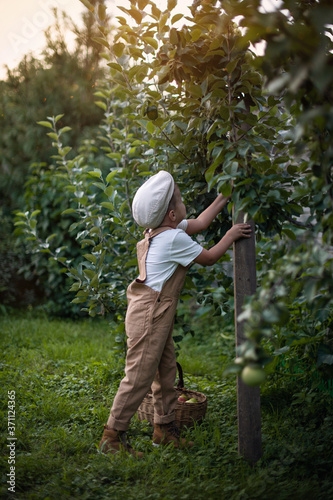 A boy in a cap and beige overalls is harvesting apples. A small farmer works in an orchard. Apple tree with ripe fruits on the branches. Gardening and growing fruits