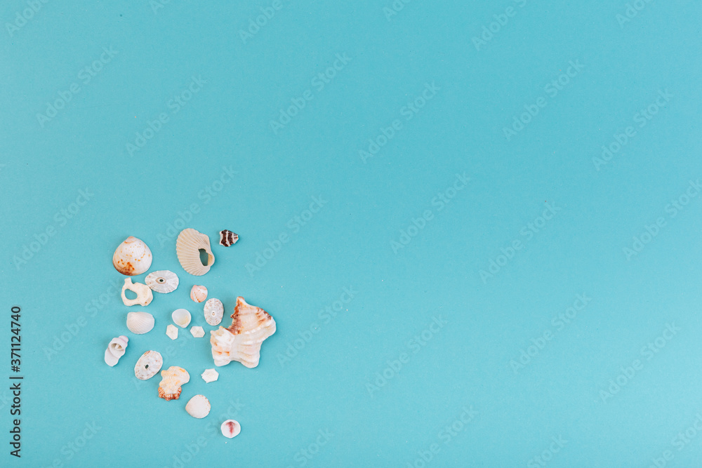 Macro of different kinds of seashells, corals in front of a blue background, isolated with a caption for text. Vacation concept Macro of different kinds of seashells, corals in front of a blue background, isolated with a caption for text. Vacation concept