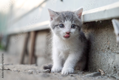 Fototapeta Naklejka Na Ścianę i Meble -  tabby kitten beautiful kitten showing tongue