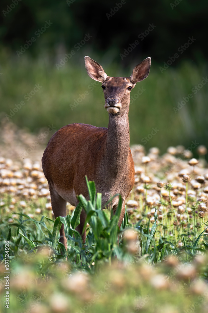 Red deer, cervus elaphus, hind standing in poppy in summer nature. Vertical composition of female animal looking to the camera on meadow in summertime. Red deer, cervus elaphus, hind standing in poppy in summer nature. Vertical composition of female animal looking to the camera on meadow in summertime.