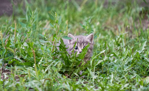 beautiful gray kitten hiding in the grass outdoors © grafchitaru