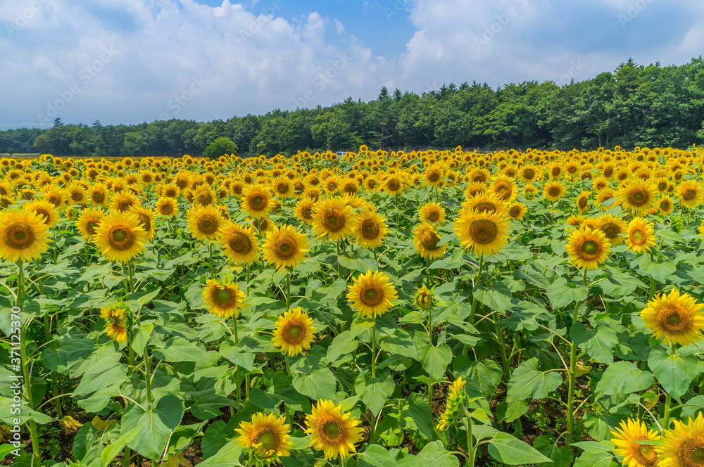 山中湖村のひまわり畑 山中湖村のひまわり畑