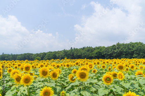 山中湖村のひまわり畑