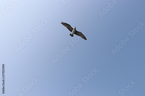 seagull in flight, summer sky