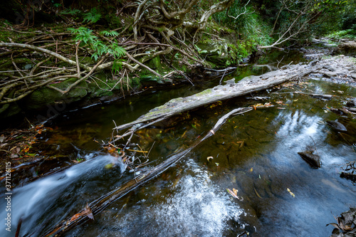 Stream in outdoor forest