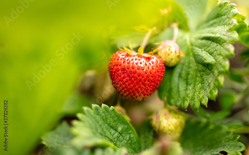 Ripe red strawberries on the ground.