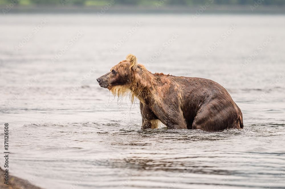 Fototapeta premium Ruling the landscape, brown bears of Kamchatka (Ursus arctos beringianus)