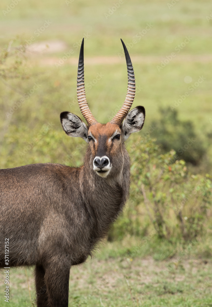 A waterbuck is a large antelope A waterbuck is a large antelope