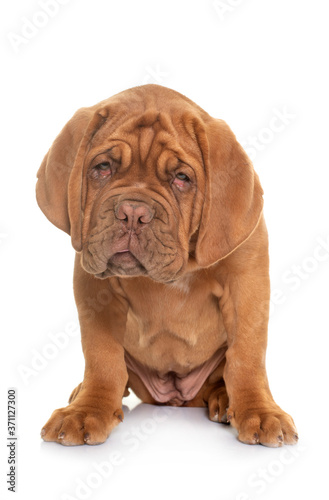 puppy Dogue de Bordeaux