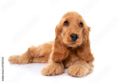 Obraz w ramie puppy cocker spaniel in studio