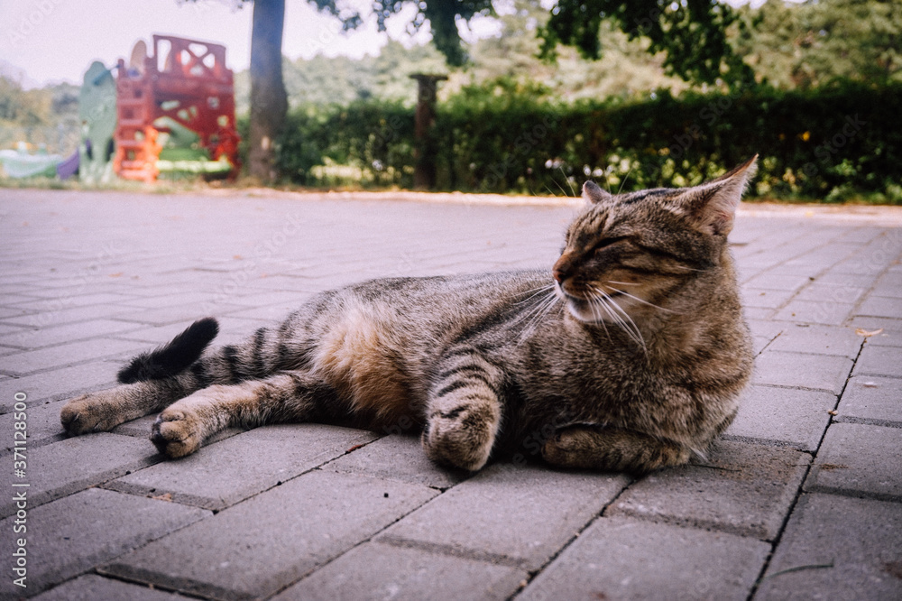 Obraz premium Domestic cat laying on a ground