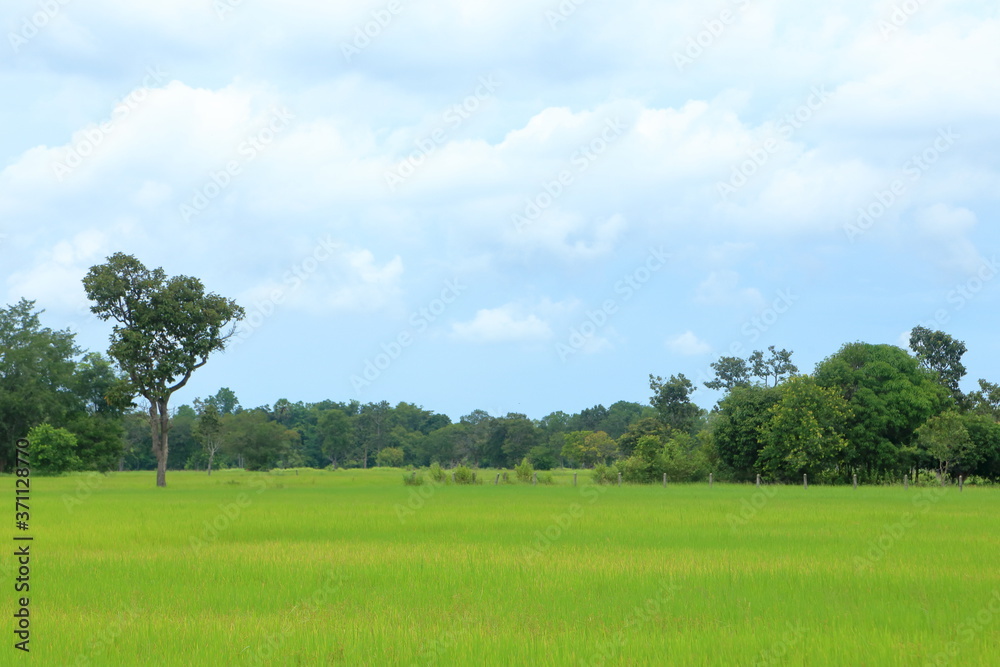 Green rice fields with blue sky
