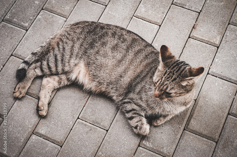 Naklejka premium Domestic cat laying on a ground